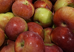 Fresh-Apple-Fruits