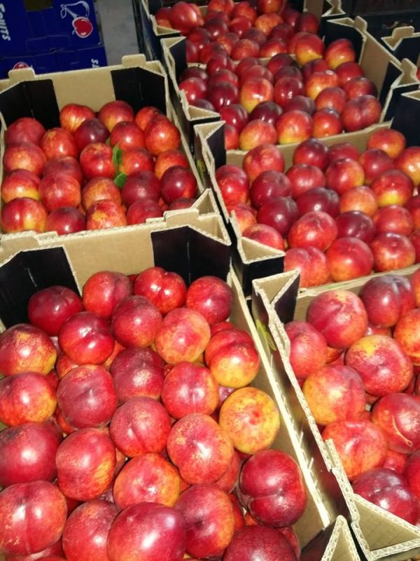 Fresh-Nectarine