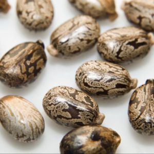Quality-Premium-Castor-Seeds