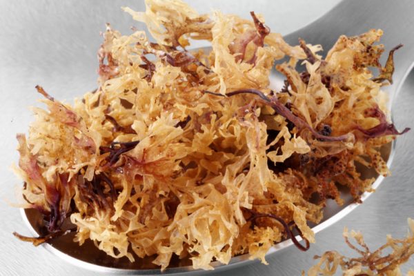Sea Moss
