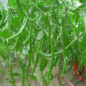farm-fresh-green-chilli