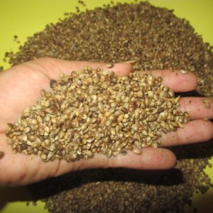 hemp-seed